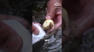 Processing Taro Corm [upl. by Briscoe]