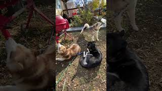 Alaskan Malamutes and Hens Make Up Our Family pethens alaskanmalamutes malamutelovers [upl. by Jezabel200]