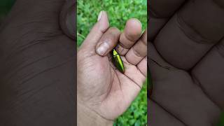 😱😃the largest shiny beetle I have ever found of its kind insects nature cute [upl. by Stock]