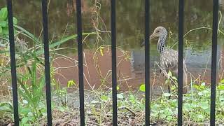 Limpkin Slipped Thru Fence to Flood Water from Hurricane Milton Sanford Florida [upl. by Aramak]