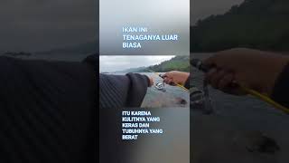 IKAN BERTENAGA KUAT MAKAN PANCINGAN SAYA [upl. by Jabon730]