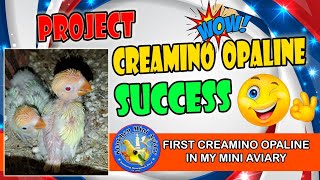 Creamino Opaline Project Success 😍  First Creamino Opaline in my Aviary Vlog 52 [upl. by Descombes609]