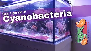 How I removed CyanobacteriaRed Slime from my Reef Aquarium [upl. by Anirdnajela]