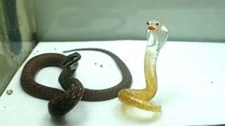 Real Snake Vs Fake Snake  What happens [upl. by Adnilem]