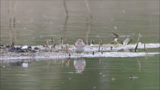 Temmincks Stint with a Dunlin at Woolston Eyes on 28th April 2022 [upl. by Niuqaoj]