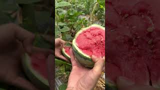 Cutting watermelon 🍉🍉fruu frute fruitcuttingfruit nature shorts watermelontropicalfruittrees [upl. by Occor]