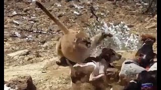 Mountain Lion Attacking Dog [upl. by Bausch404]