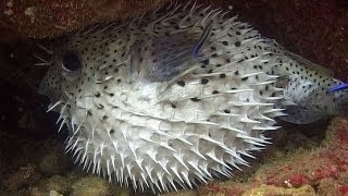 Pufferfishes Boxfishes amp Porcupinefishes  Reef Life of the Andaman  Part 11 [upl. by Beaston]