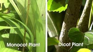 Monocot and Dicot Plants  MeitY OLabs [upl. by Fernald]