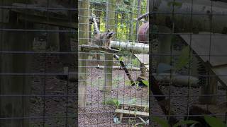 racoon looking for food racoons animal animals toronto trending viral shortsviral vlog [upl. by Tiphani]