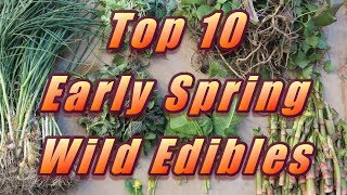 🌿 My Top 10 Early Spring Wild Edibles [upl. by Rabiah190]