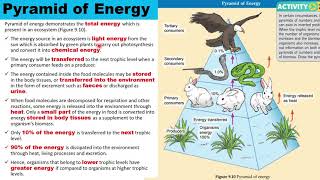 91 Ecological Pyramids [upl. by Wil]