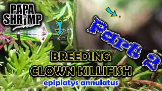 HOW I BRED CLOWN KILLIFISH  PART 2 THREE GENERATIONS OF FISH [upl. by Leo]