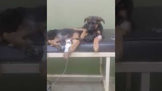 Puppy Brother Comforts Sister with Parvo  ViralHog [upl. by Salena]