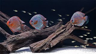 SIMPLY STUNNING DISCUS AQUARIUM  4K CINEMATIC  RELAXING [upl. by Dunaville]