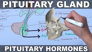 Pituitary Gland  Hormones and Hypothalamus [upl. by Llehcor]