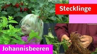 Johannisbeeren Stecklinge Steckholz im Sommer selber machen [upl. by Yeliab]