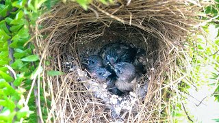 Hungry Chicks Play in Nest While Waiting for Parent 15 – Whiterumped Munia Feed Baby Bird E119 [upl. by Perlman]