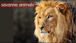 Wild Savanna Animals CVI Friendly video for kids [upl. by Aninaj129]