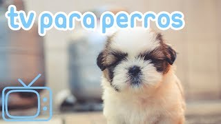 TV de perro Videos para entretener a los perros con música relajante [upl. by Grous]