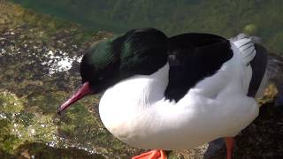 Goosander Common Merganser [upl. by Oneil]