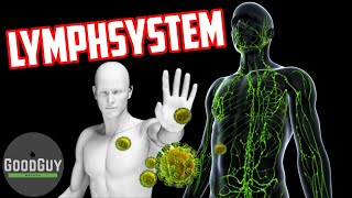 Das Lymphsystem ein wichtiger Teil des Immunsystems und der Entgiftung [upl. by Abell]