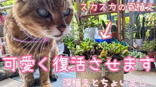 〈多肉〉スカスカの寄植え、可愛く復活させます✨✨✨深植えとちょい足し💗多肉 多肉寄植えsucculent [upl. by Voss]