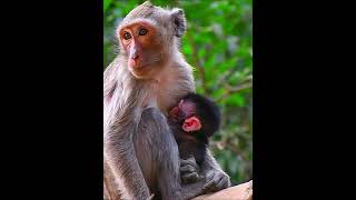 Top 3 BEST Monkey Breeds to own as very cute pets 😍🐒 spidermonkey fingermonkey capuchinmonkey petmonkey [upl. by Iey]