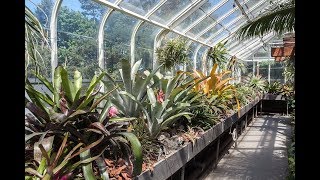 Bromeliad amp Tillandsia Tips TPIE—Part 2 — Plant One On Me — Ep 056 [upl. by Evalyn]