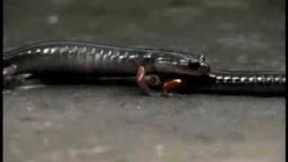 AmphibiaWebPlethodonshermani1flv [upl. by Oner]