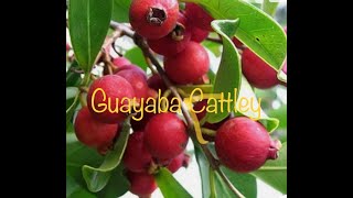 Guayaba Cattley roja y amarilla [upl. by Alhan]