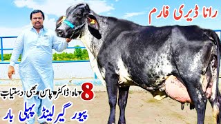 Rana Dairy Farm  Big Garlando Cows  Top Jersey Cows  Hf Cows  Best Cow In Punjab  Pk Janwar man [upl. by Bronwen145]