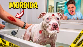 PRIMEIRO BANHO DO MEU PITBULL ALBINO e ele QUASE MORDEU TODO MUNDO [upl. by Llehcor]