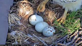 Redtailed Hawk Eggs Lined Up In A Row – April 15 2020 [upl. by Airetnohs981]