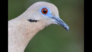 White winged Dove [upl. by Paule822]