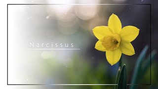 ahisa  Narcissus [upl. by Waers]