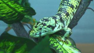 Abronia taeniata male [upl. by Bixby]