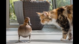 Tierische Mitbewohner Ente Ducky und die Katzen [upl. by Teryl328]