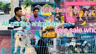 🐩Wholesale pet and 🦜bird shop Bathinda full interview delivery available 🚚 [upl. by Tuesday]