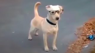 un perro intelectual 🤓 [upl. by Selyn]