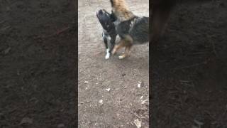 German Shepherd vs pitbull who will win [upl. by Agosto]