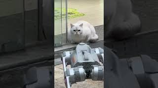 Tech Robot Dog vs Real Cat A Hilarious FaceOff You Can’t Miss cat robot dog shorts [upl. by Nednarb]