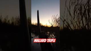 Mallard TRIPLE [upl. by Kuebbing]