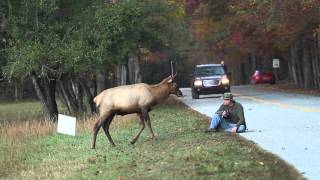 Elk vs Photographer  Great Smoky Mountains National Park [upl. by Dajma]