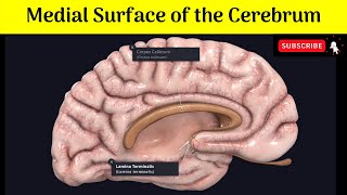 Medial Surface of Cerebrum  Features  Sulci  Gyri  Lobes  Septum Pellucidum [upl. by Lukas]