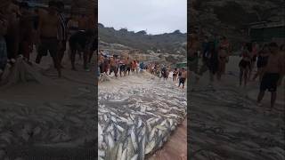 Mais De Três Toneladas De Peixe Na PRAIA GRANDE EM ARRAIAL DO CABO RJ BRASIL 🇧🇷 shorts [upl. by Domela]