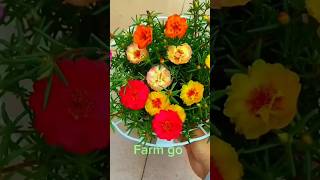 Plant portulaca in can so beautiful shortvideo portulaca floweringplant bonsaigardenflowers [upl. by Filomena]