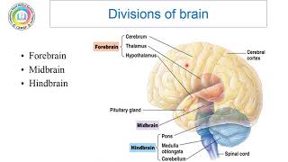 Prof Amal Halawa Neuroscience II Anatomy lecture 1 part 1 [upl. by Irtak]