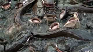 Splashing writhing mass of giant catfish in Ajmer [upl. by Scherman]