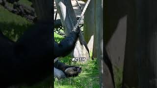 The truth about gorillas [upl. by Alleon75]